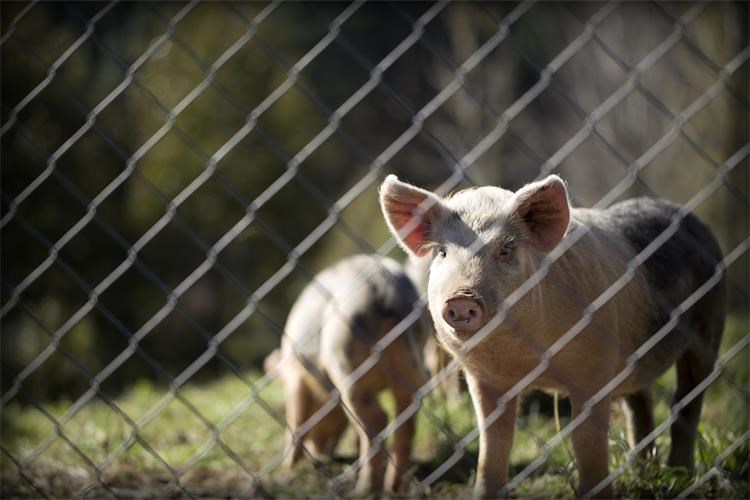 Objavljen natječaj za sufinanciranje dvostrukih ograda u uzgojima svinja na otvorenom