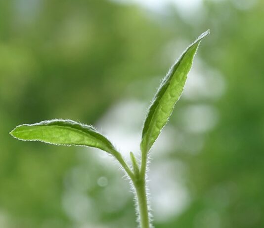 potpora malim poljoprivrednicima