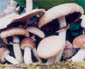 Gljive u rano proljeće