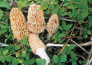 Najčešće svibanjske gljive
