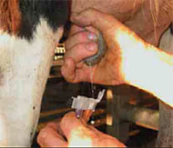 Brzi test na patogene bakterije u mlijeku mastitičnih krava