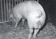 Sezonski poremećaji plodnosti svinja