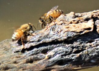 Jesen na pčelinjaku