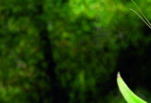 Mrežokrilci – noćni čuvari biljaka