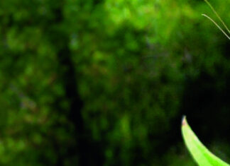 Mrežokrilci – noćni čuvari biljaka