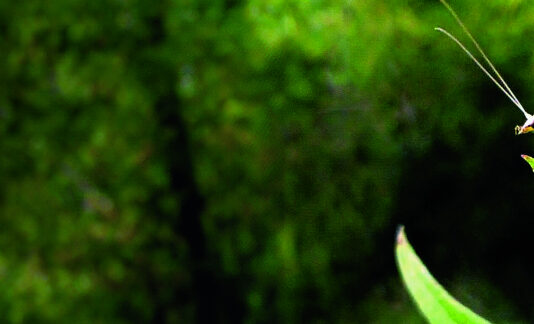 Mrežokrilci – noćni čuvari biljaka