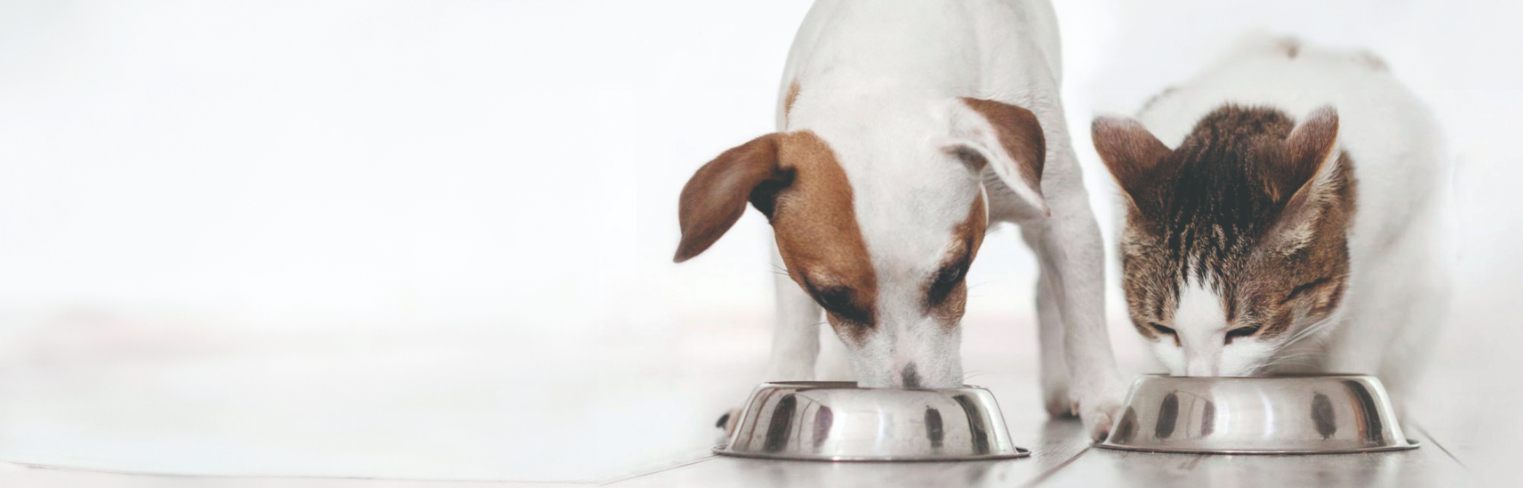 1 hranjenje mace i peseka