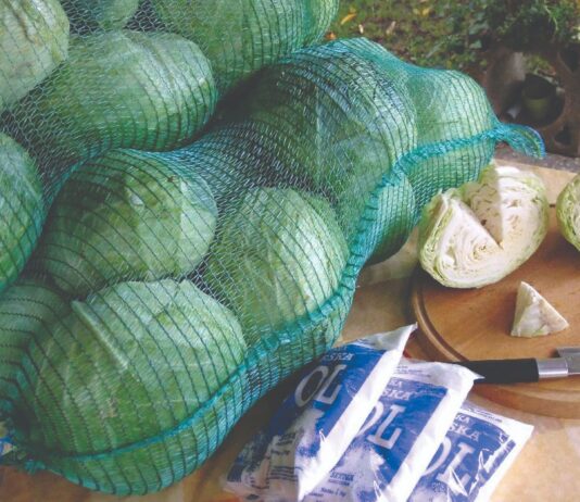 Proizvodnja kupusa u Hrvatskoj ima značajan potencijal Proizvodnja kupusa u Hrvatskoj ima značajan potencijal