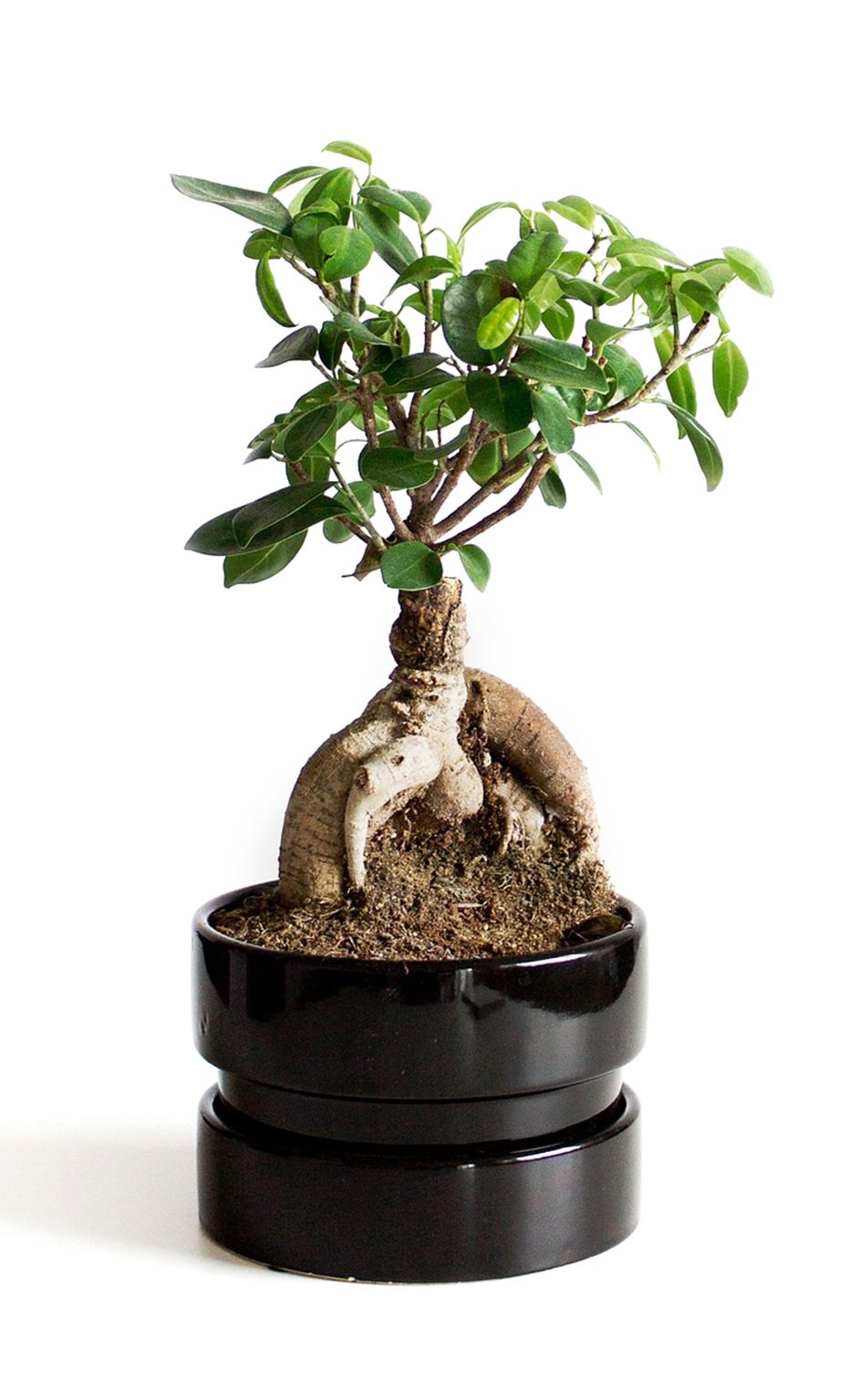 fikus bonsai