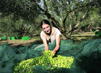 sljubljivanje delicija kušanje maslinovih ulja i vina