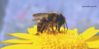 priprema pčela za proljeće