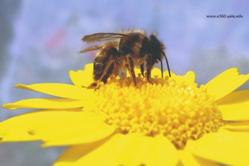 priprema pčela za proljeće