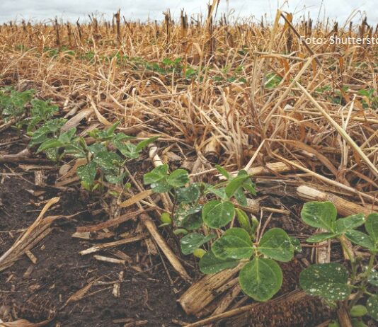 sjetva ozimih žitarica