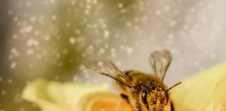 sakupljačka aktivnost pčela radilica