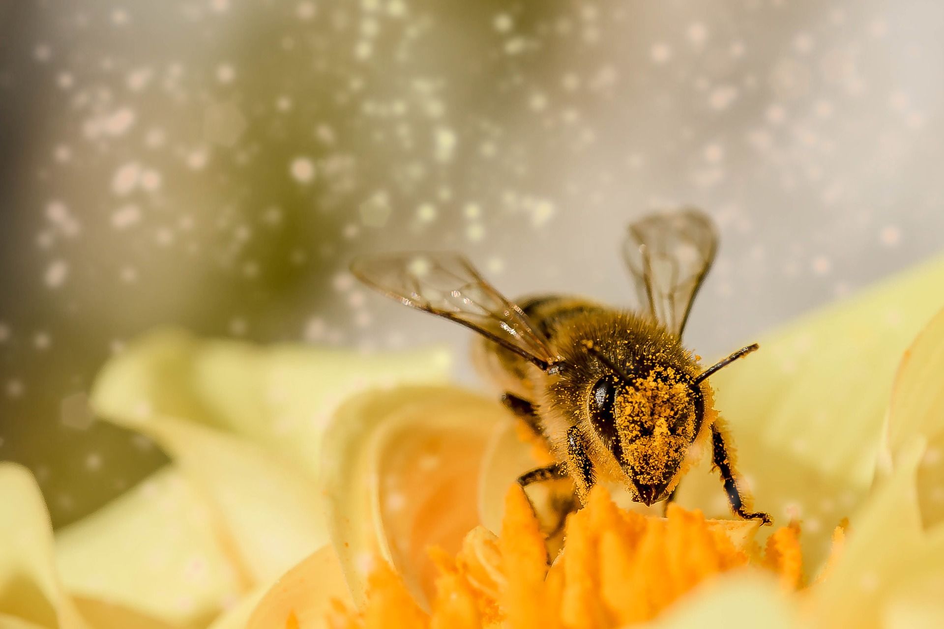 sakupljačka aktivnost pčela radilica
