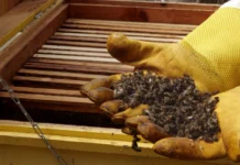 Kako utjecati na bolju plodnost svinja