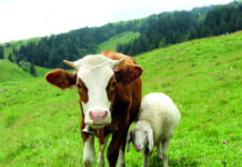 Atonija buraga kod preživača – tiha opasnost koja usporava cijeli probavni sustav