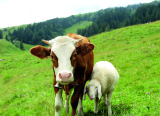 Atonija buraga kod preživača – tiha opasnost koja usporava cijeli probavni sustav