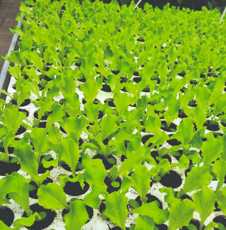 uzgoj presadnica salate presadnice salate uzgoj salate u tlu