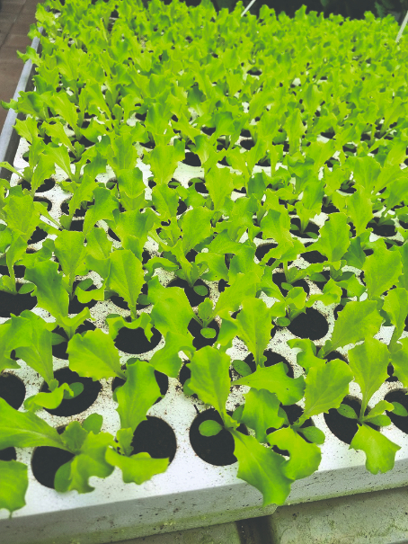 uzgoj presadnica salate presadnice salate uzgoj salate u tlu