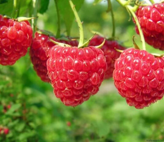 Malina i kupina u sustavu poticaja