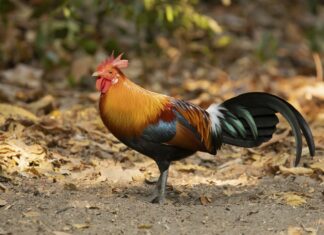 Crvena divlja kokoš - najznačajnija ptica za čovjeka