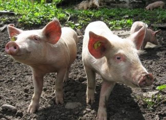 mjere kontrole za suzbijanje afričke svinjske kuge afrička svinjska kuga