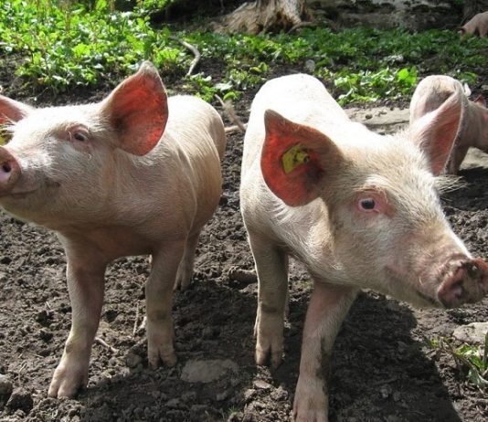 Donesena Naredba o mjerama kontrole za suzbijanje afričke svinjske kuge u RH mjere kontrole za suzbijanje afričke svinjske kuge afrička svinjska kuga