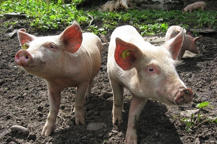 mjere kontrole za suzbijanje afričke svinjske kuge afrička svinjska kuga