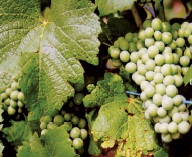 Korištenje IPARD programa u vinogradarstvu