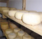 Kalkulacija proizvodnje sira