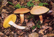 Najčešće gljive rujna