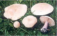 Gljive kasne jeseni i zime