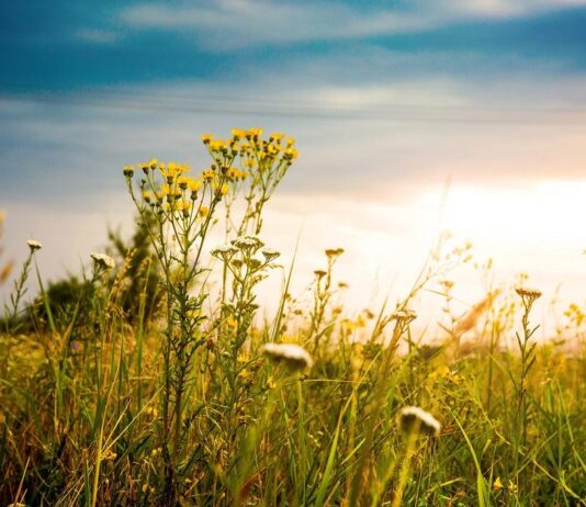 Biogorivo – čista zarada!