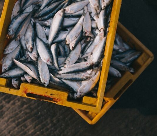 POTPORA U RIBARSTVU ZA POMOĆ GOSPODARSTVU – COVID-19