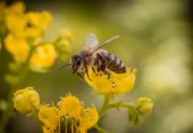 otrovna žlijezda kod pčela zašto pčele ugibaju nakon uboda