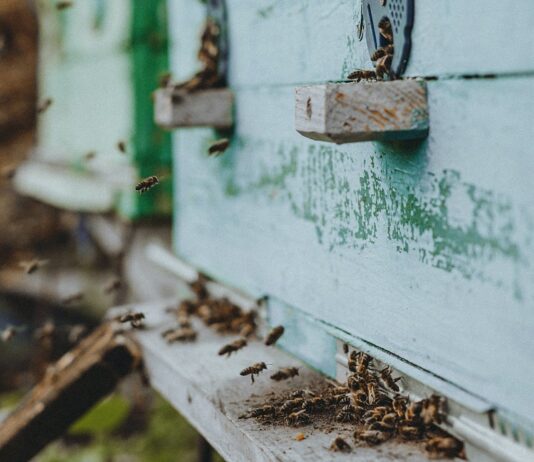 Proljeće na pčelinjaku