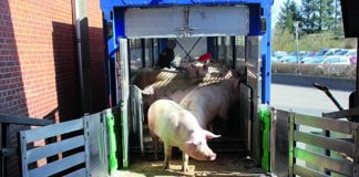 klanje kupljenih svinja