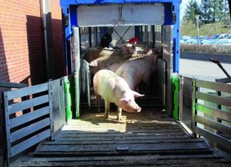 klanje kupljenih svinja