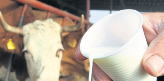 stočarstvo proizvodnja mlijeka govedarstvo
