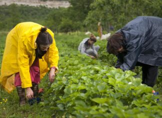 Kako hobi poljoprivredu pretvoriti u isplativ posao?