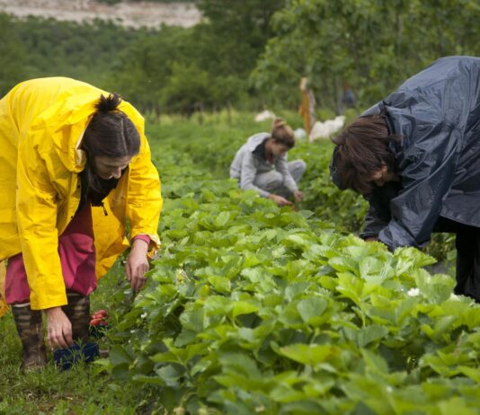 Kako hobi poljoprivredu pretvoriti u isplativ posao?