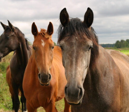 Nacionalni program poticanja provedbe uzgojnih programa za toplokrvne pasmine konja od 2026. do 2030. godine