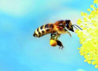 usmjeravanje razvoja pčela pčelinje paše