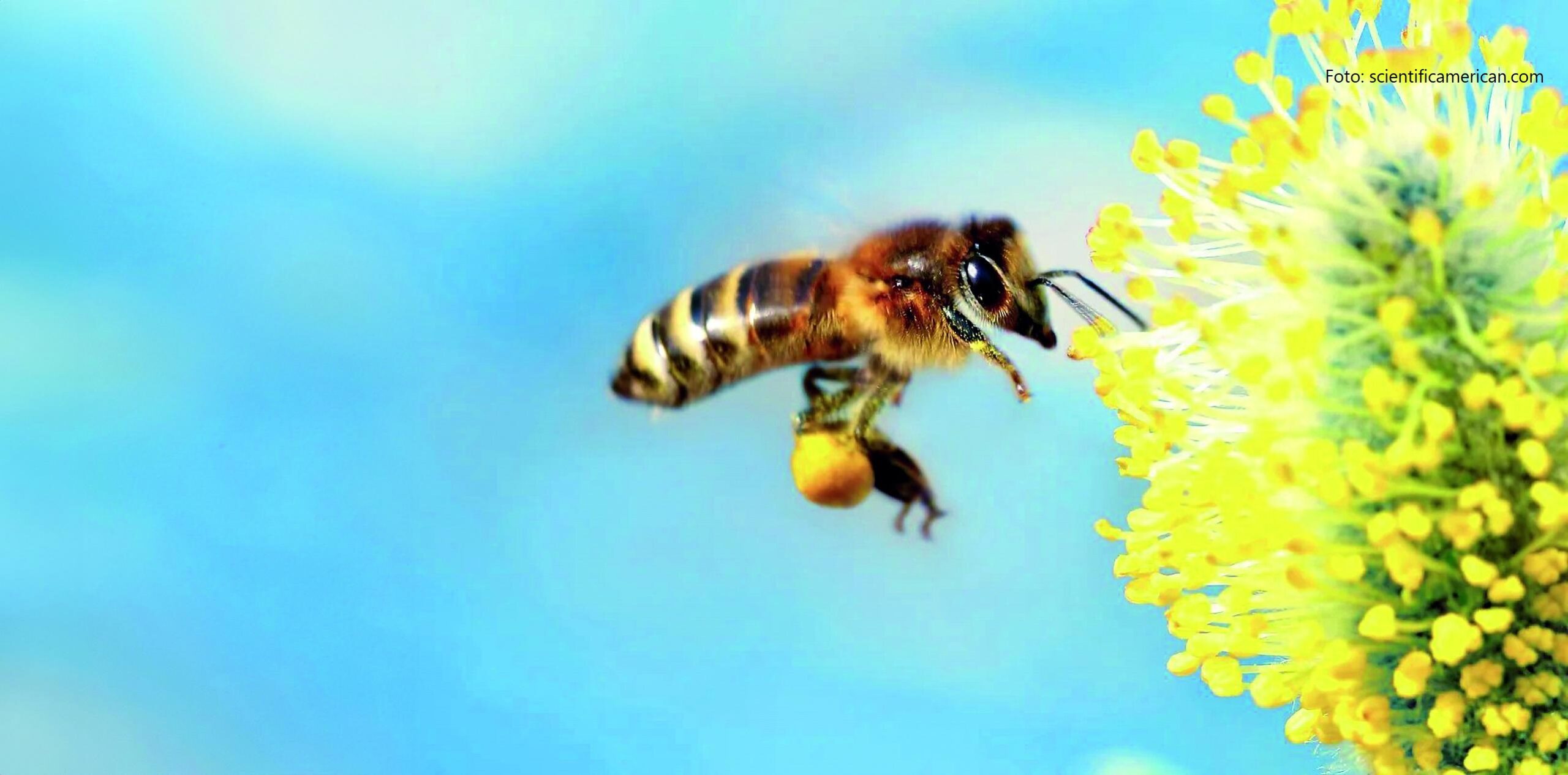 usmjeravanje razvoja pčela pčelinje paše