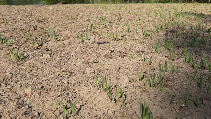 Neujednačeno nicanje žitarica na suhom tlu