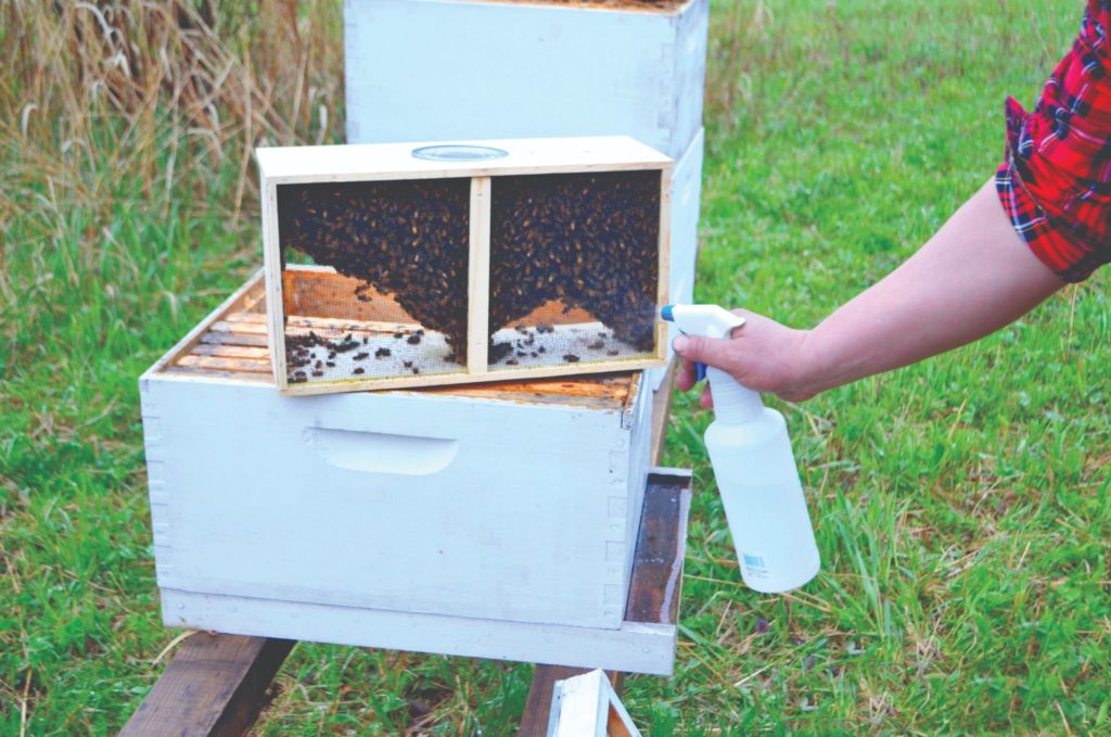 spajanje pčelinjih zajednica