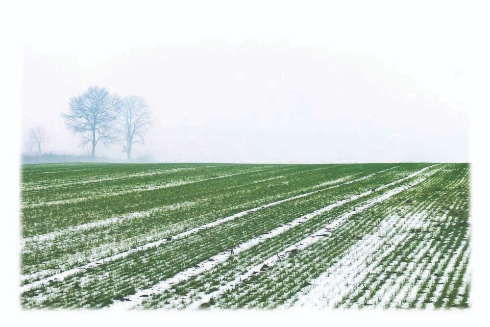 utjecaj zimskih temperatura na žitarice