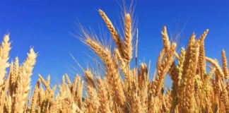 niže cijene pšenice