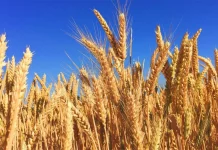 urod pšenice proizvodnja pšenice